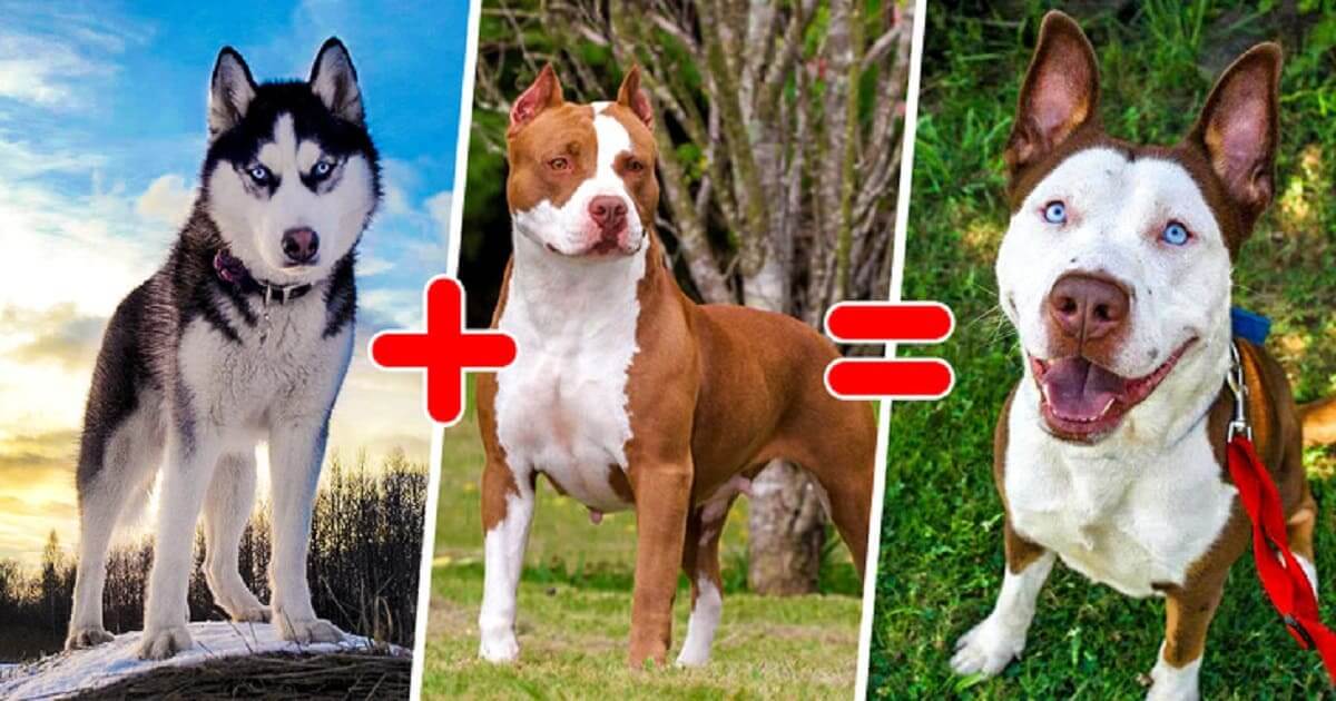 20-cute-cross-breed-dogs-that-you-won-t-believe-are-real