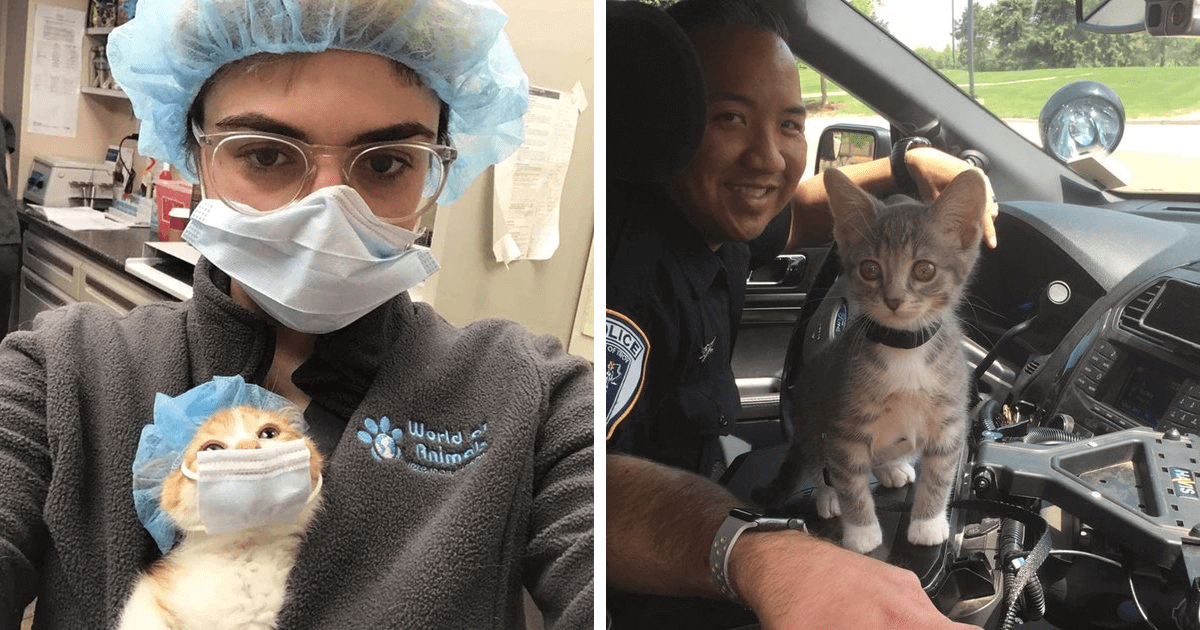 25 Photos of Funny Cats With Jobs Will Make Your Day Happier