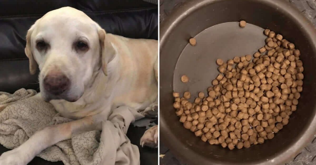 Dog Only Eats Half Of Food In Her Bowl And The Reason Will Reduce You