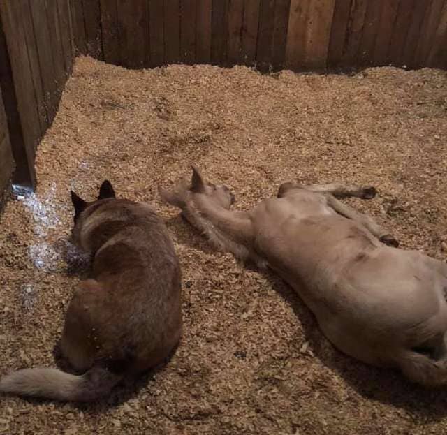 Rescue Dog Becomes Dad To Orphaned Foal And Won&#39;t Let Him Sleep Alone