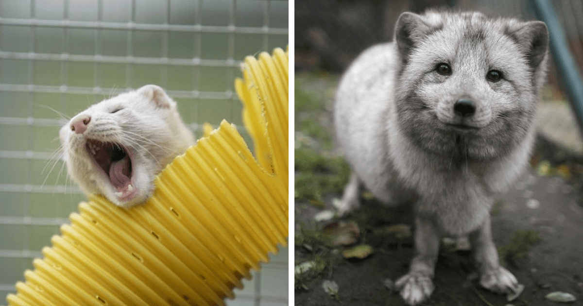 These Animals Escaped The Horror Of A Fur Farm And Now Live Their Best