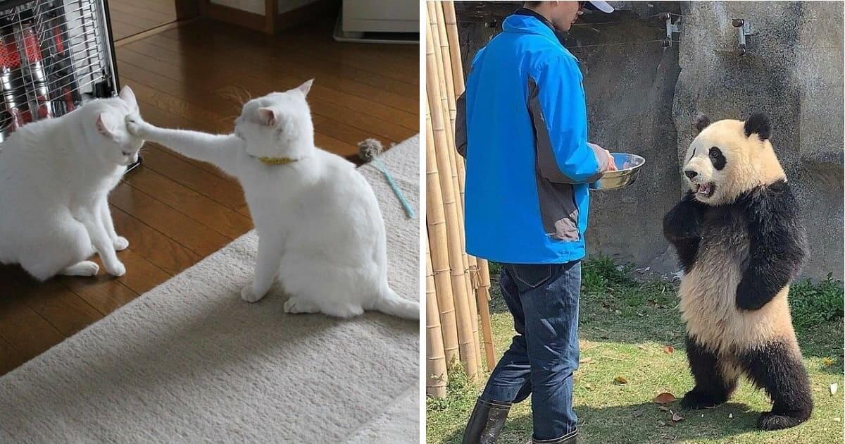 10+ Animals Who Act Just Like They Star In Movies