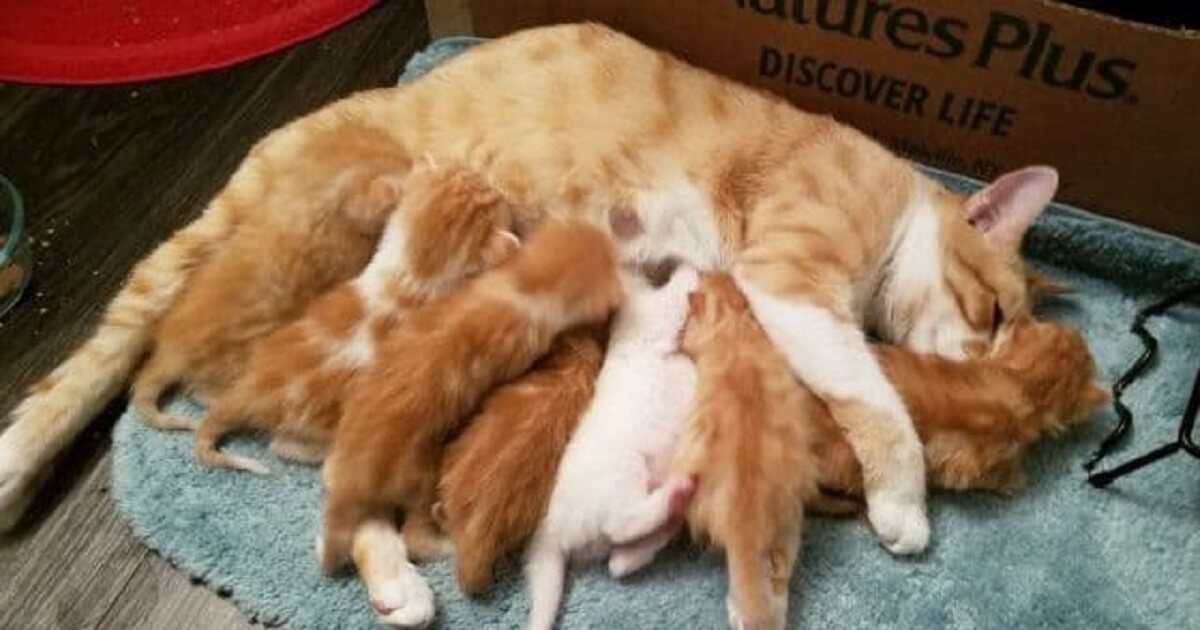 Pregnant Cat Appears On Woman's Porch And Asks Her To Adopt Them