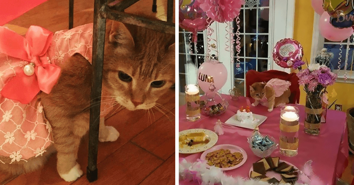 Cat Gets A Lavish And Quinceañera For Her 15th Birthday