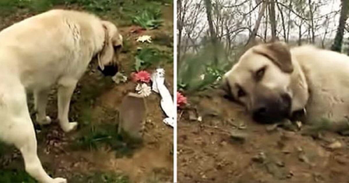 Faithful Pup Usually Visits His Dad's Grave To Be Close To His Beloved