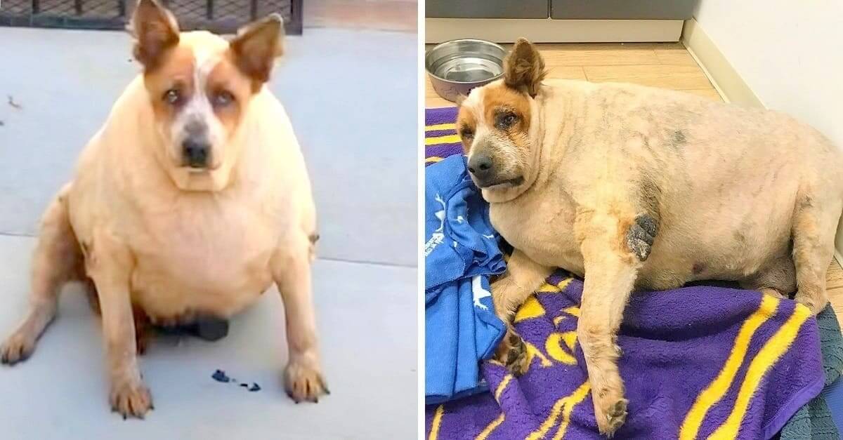 Overweight Dog Abandoned Near Field Finally Knows What