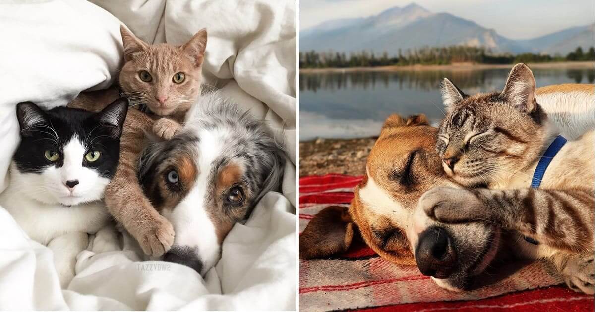 10+ Tender Photos of Cats And Dogs Who Love Each Other More Than