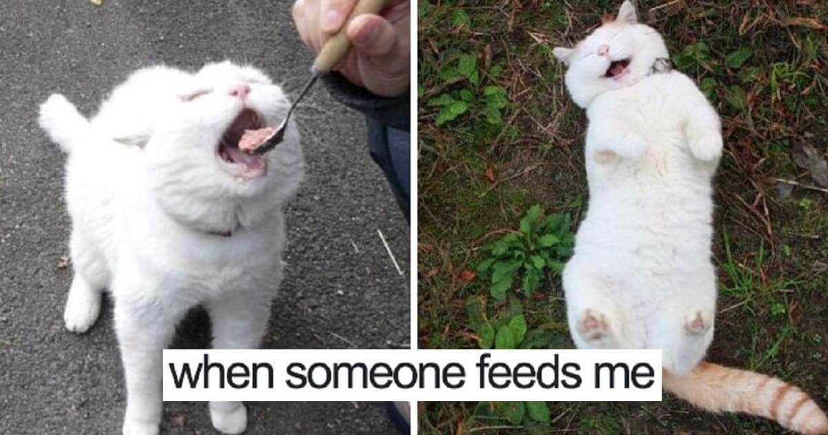 35 Funny Animal Memes That Are Totally Worth Looking At