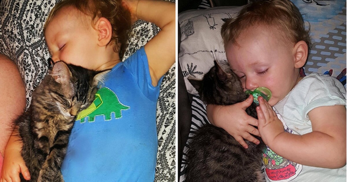 Family Rescues Abandoned Kitten, So He Returns The Favor By Giving ...