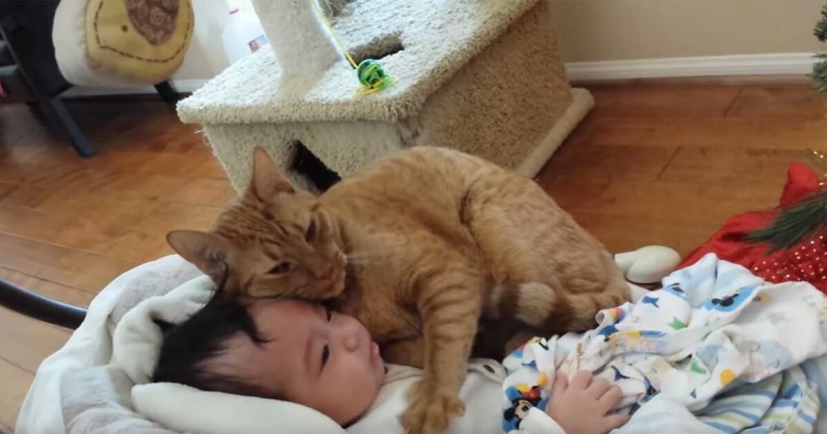 Gentle And Sweet Cat Can't Stop Showing Affection To His Little Human