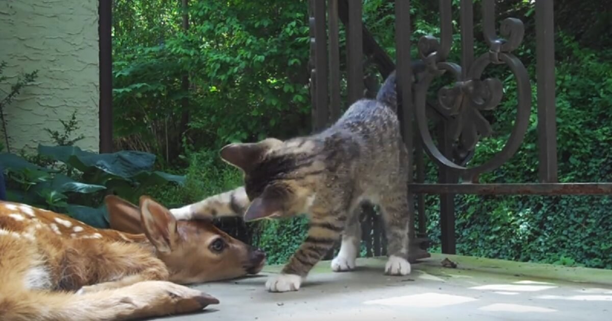 Kitten Can't Contain Her Excitement When She Sees A Baby Deer At The Front Door