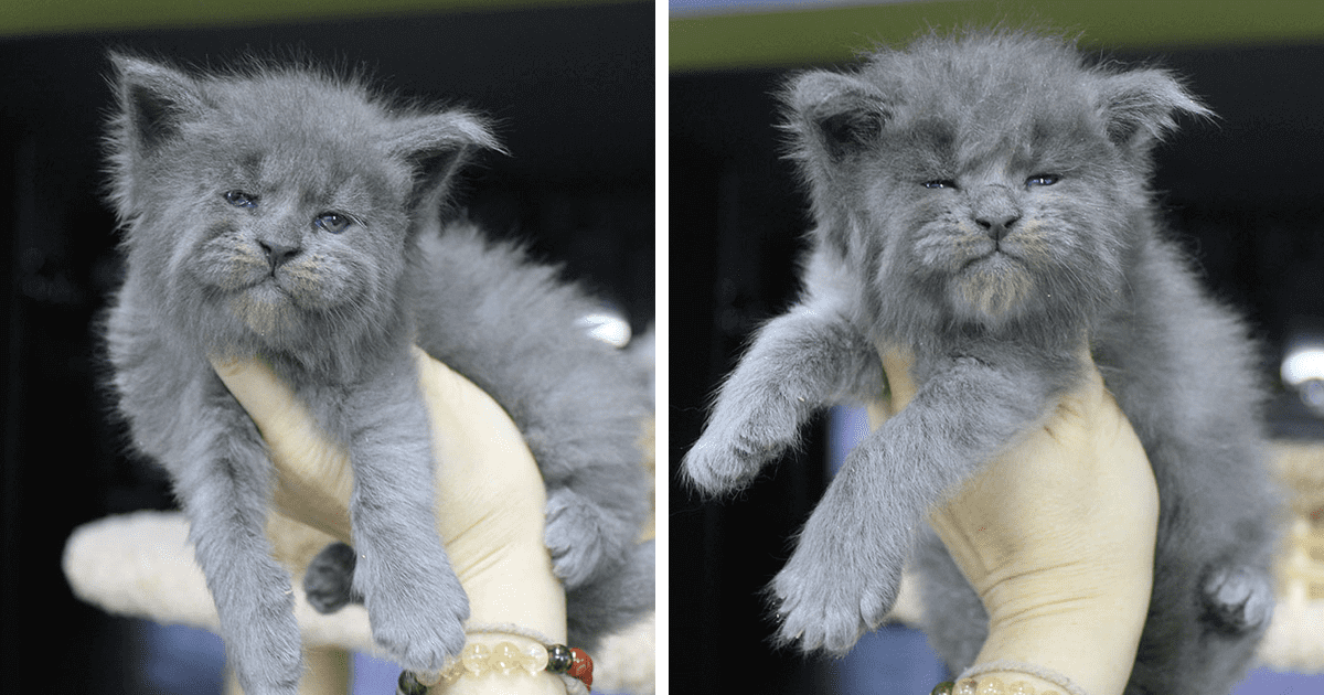 A Litter Of Five Adorable Maine Coon Kittens Was Born With Cute But 