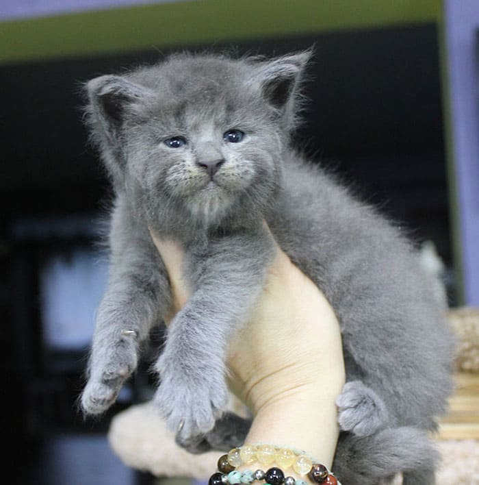 A Litter Of Five Adorable Maine Coon Kittens Was Born With Cute But