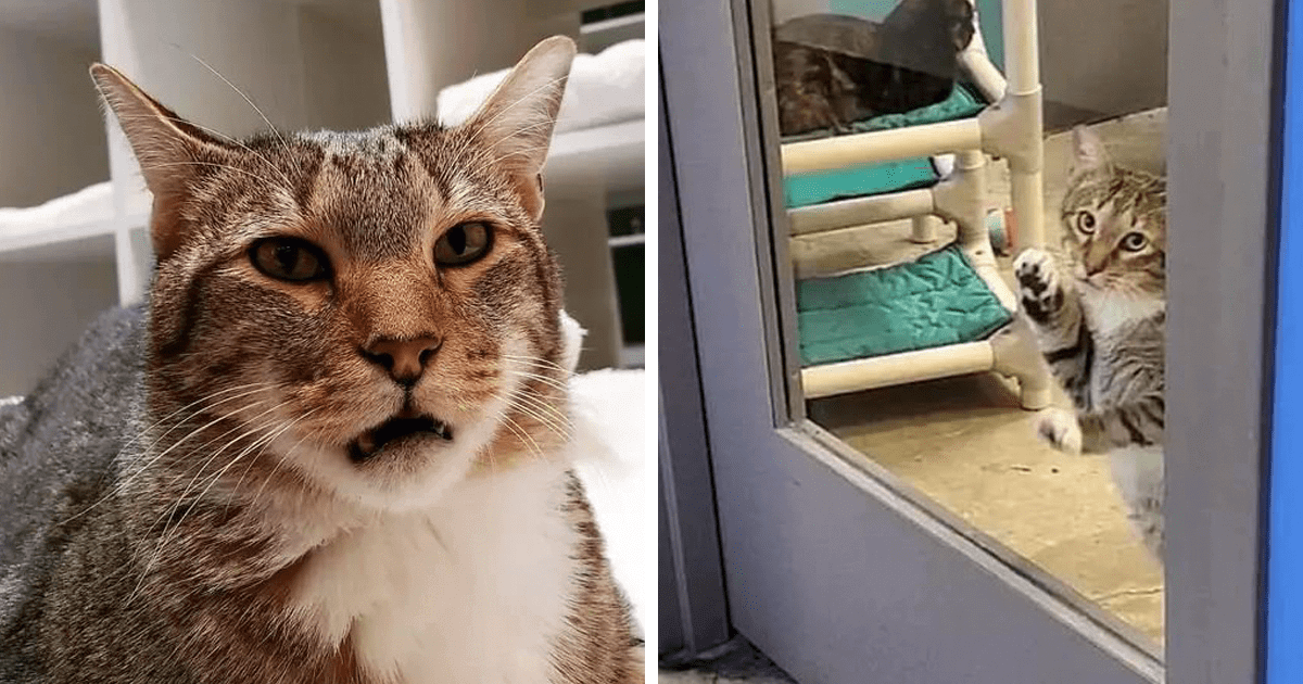 Shelter Cat Was Locked Up In Solitary Confinement For ‘Repeatedly