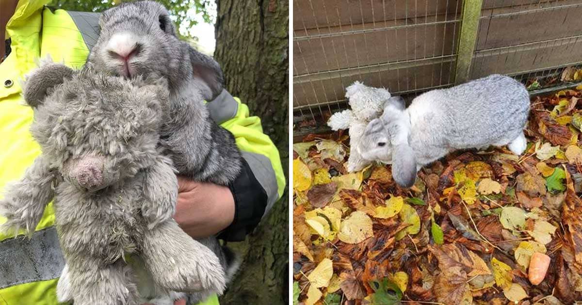 Terrified Rabbit Clings To His Favorite Teddy Bear For Comfort