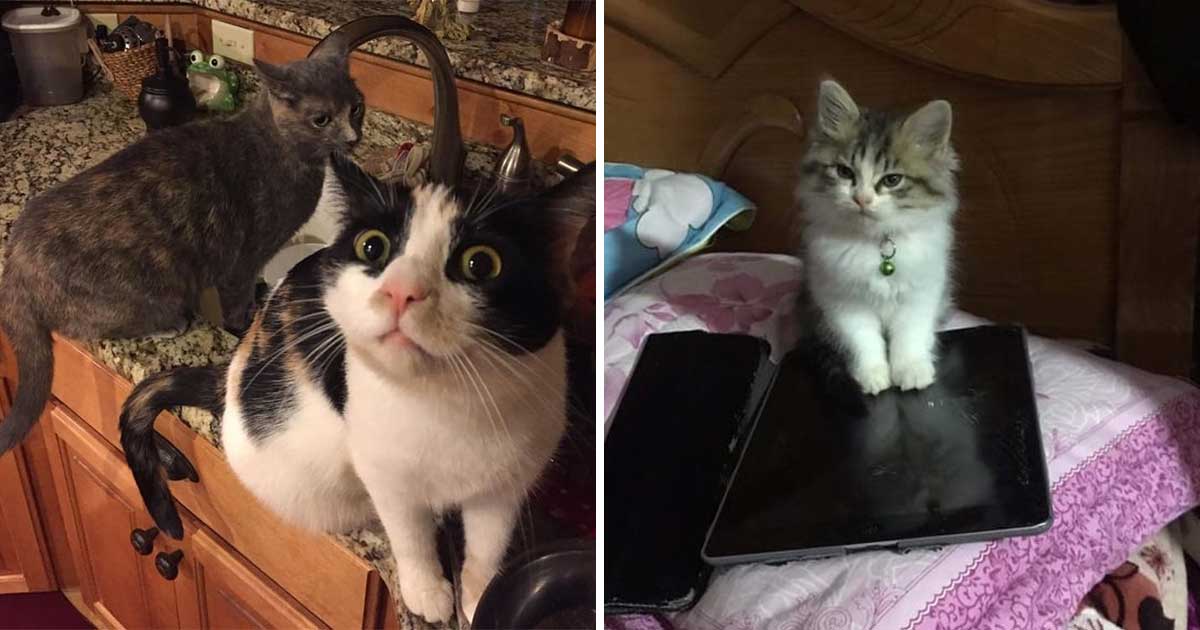 20 Proofs That Cats Actually Set The Rules In Every House