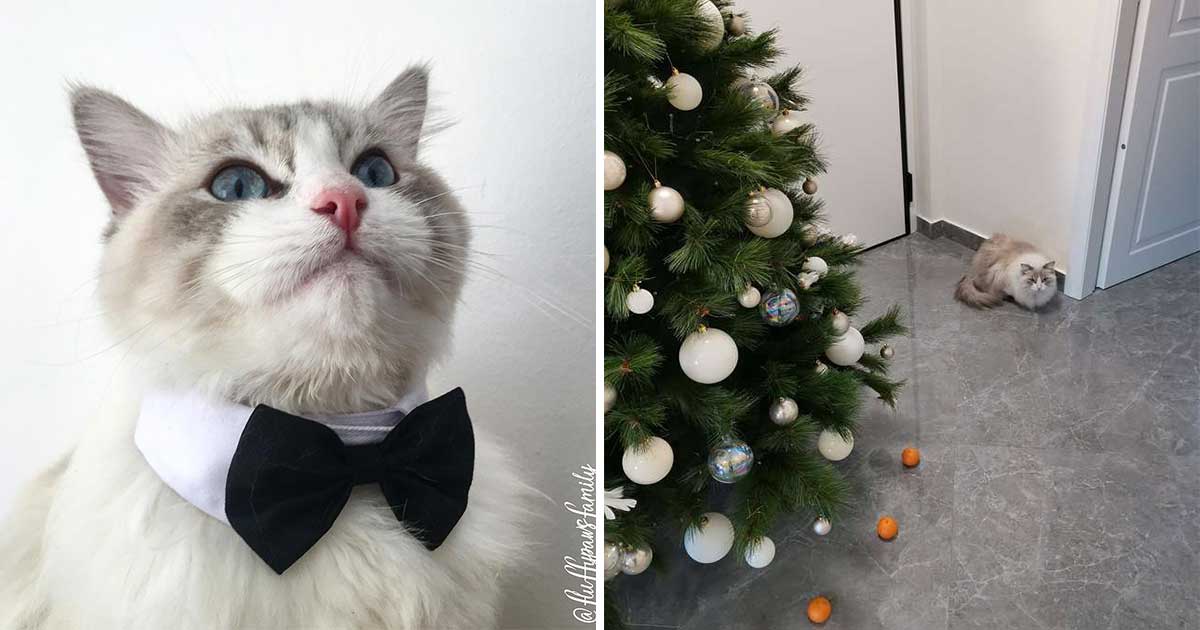 Cat Doesn't Dare To Destroy Christmas Tree Because He Is Afraid Of