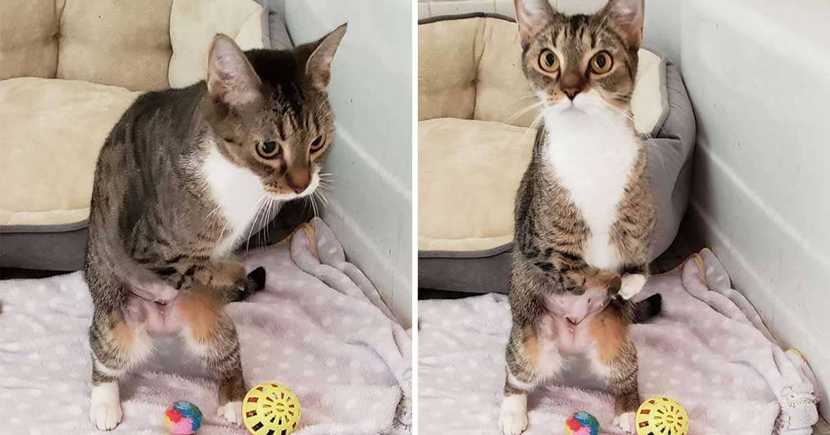 Cat With Twisted Legs Teaches Herself To Stand Like A Human