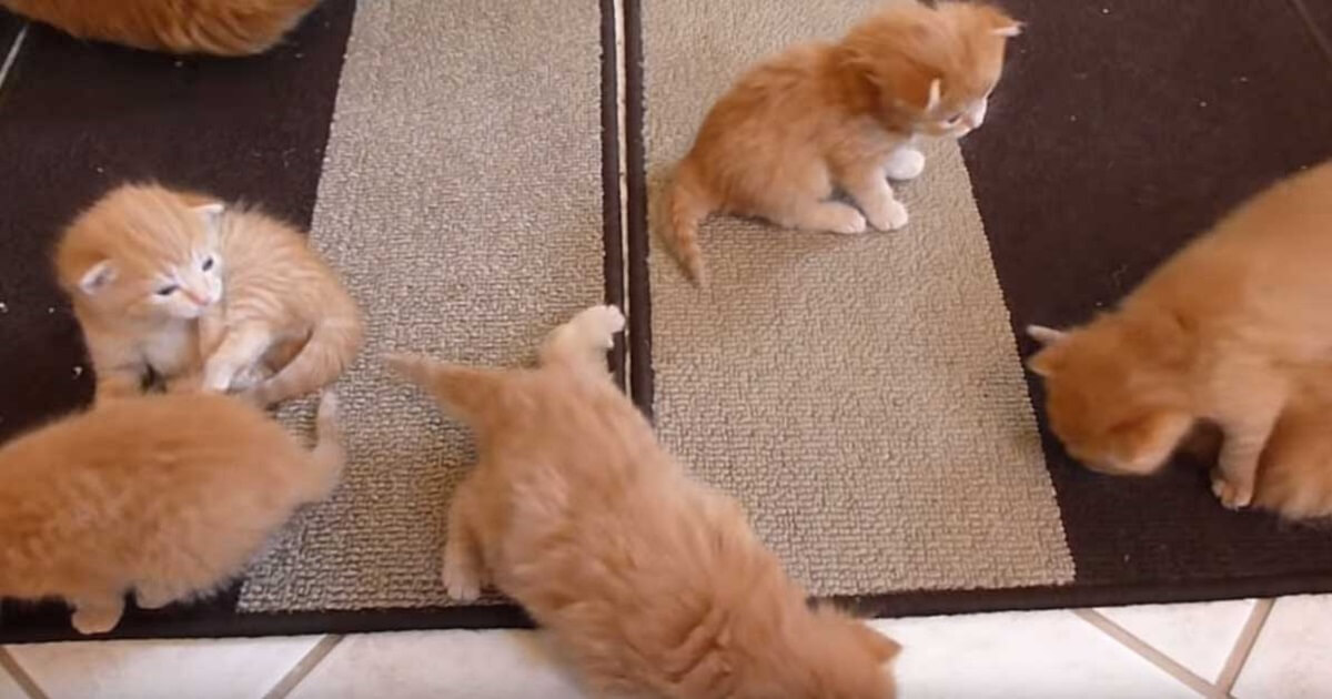 Six Baby Ginger Kittens Learn How To Walk For The First ...