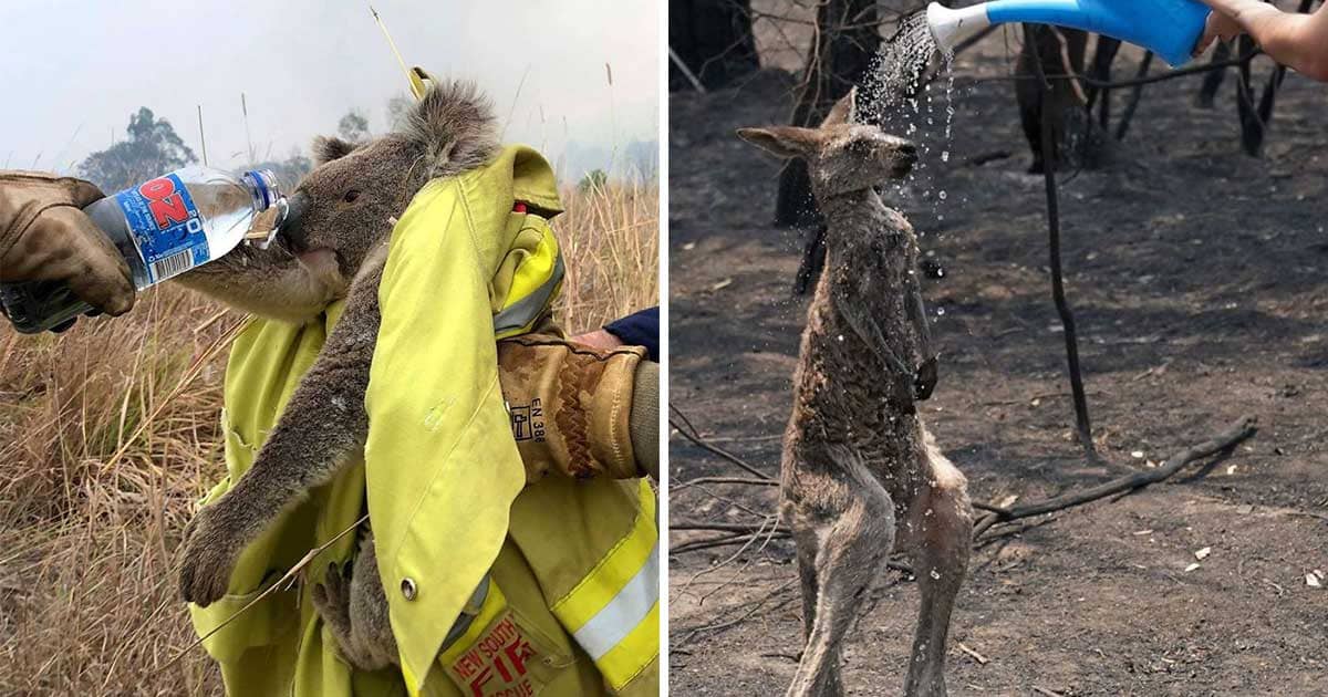 29 Pics Of Animals Who Have Been Saved From Australia's