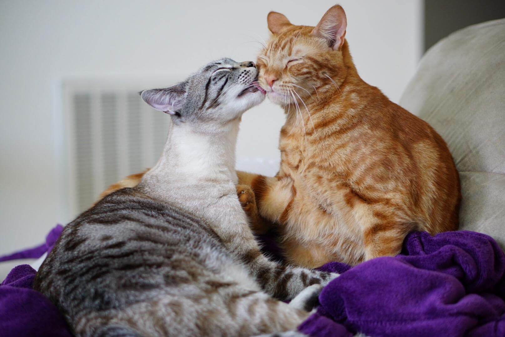Adorable Cats Cant Stop Showing How They Love Each Other After A Few