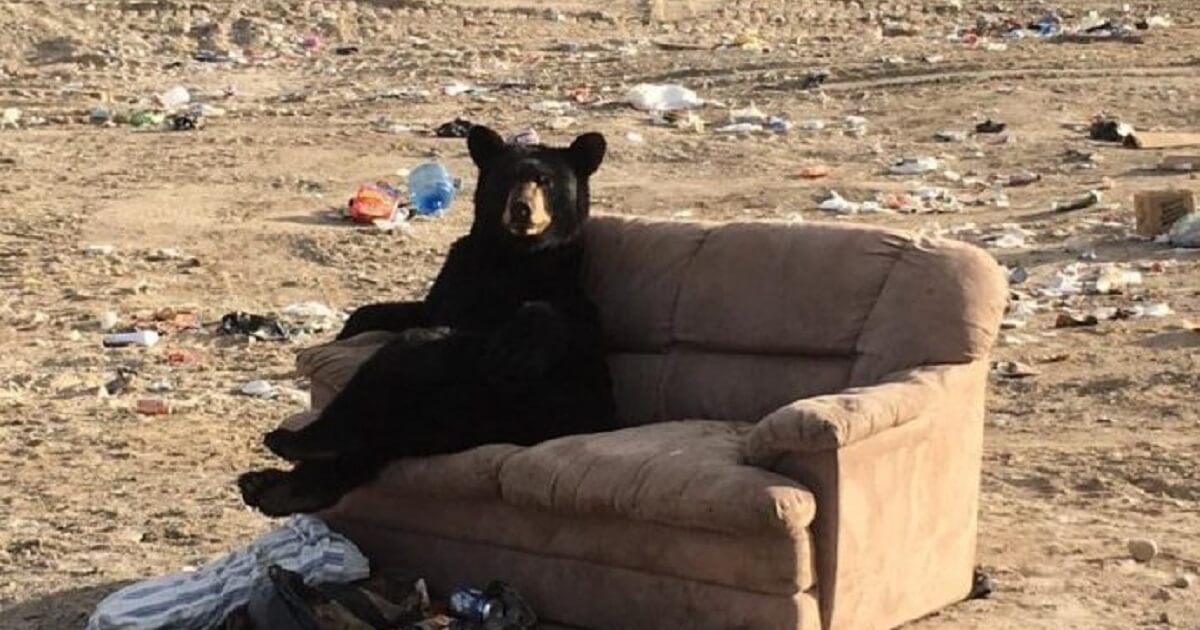 Bear Makes Himself Comfortable And Relaxed In Couch Someone Threw Away