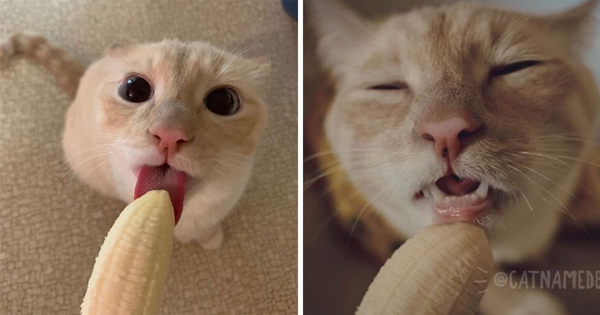 Cat Bitten With Banana Gained A Large Population To Know Him