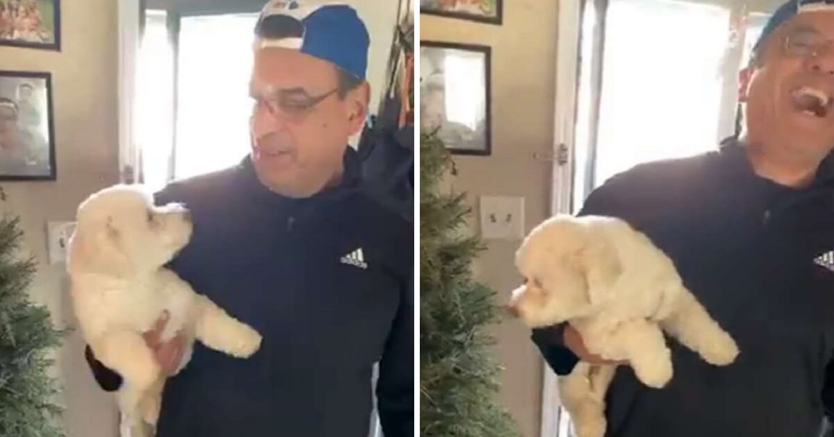 Man Goes To Pick Dog Up From Groomers And Returns Home With The Wrong Dog