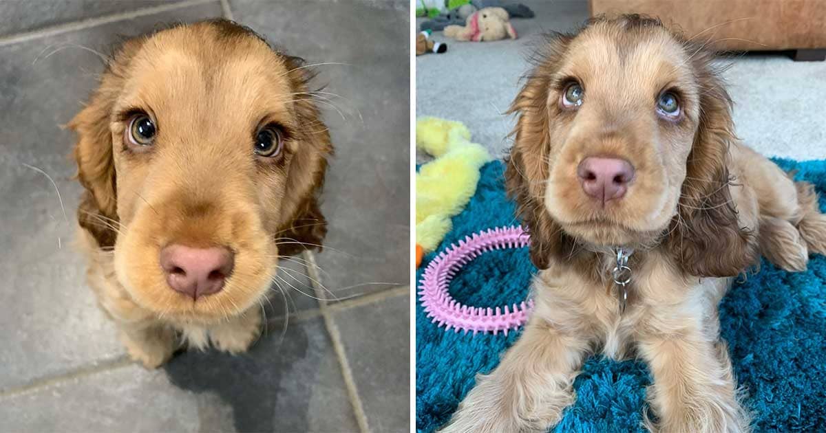 This Cute Puppy Is Capturing Everyone&#39;s Heart With Her Mesmerizing Eyes