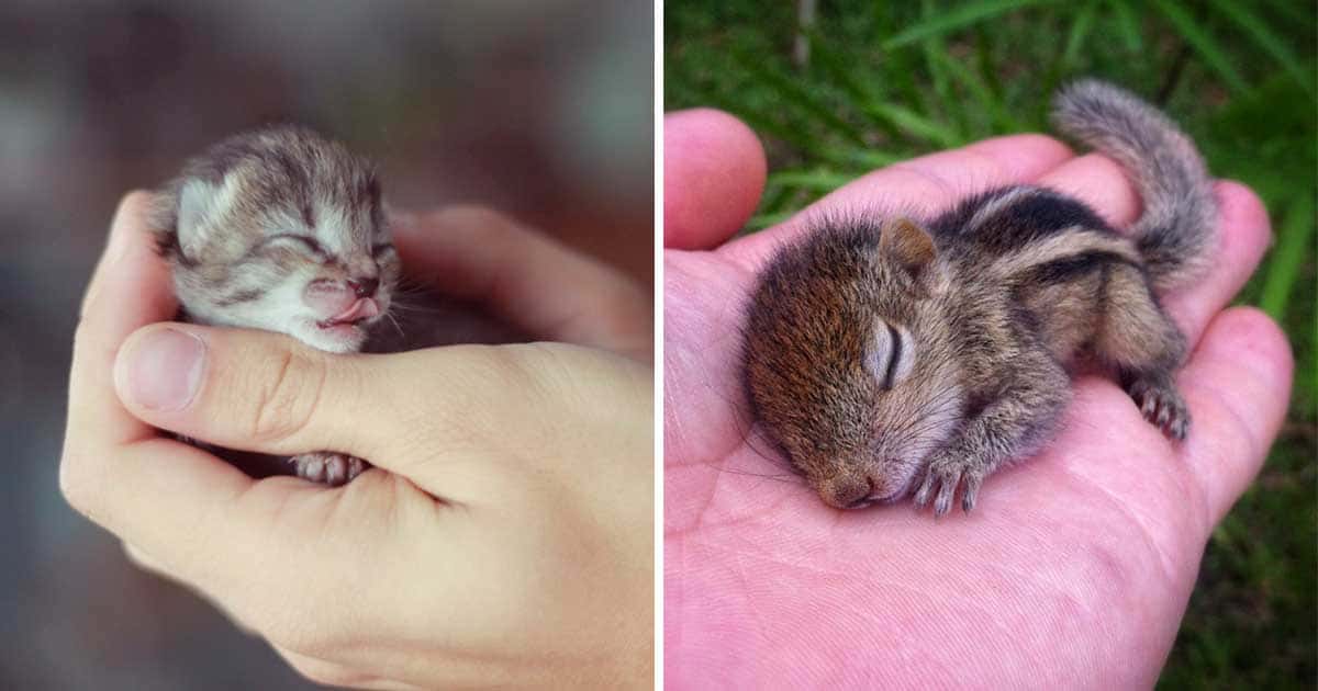 10+ Adorable Photos Of Tiny Baby Animals That Are So Innocent And Pure