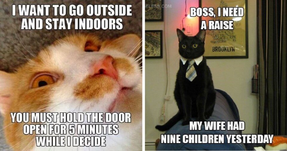The Best Funny Cat Memes That Will Make You Laugh Out Loud ...