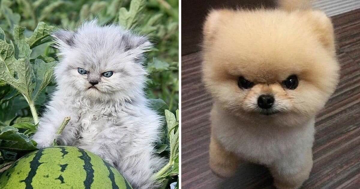 20-animals-who-are-so-cute-when-they-get-angry