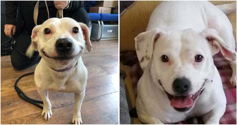 Stray Dog Finds Forever Home Thanks To Her Fabulous And Cute Smile