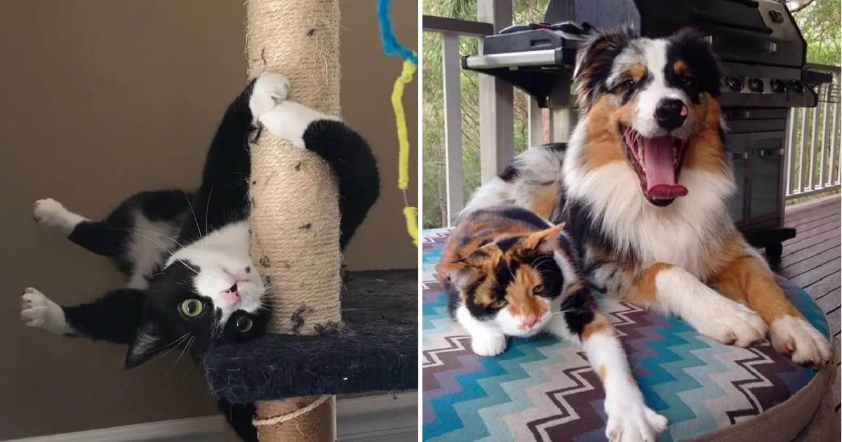 10 Funny Cat Photos That Are Guaranteed To Make You Laugh