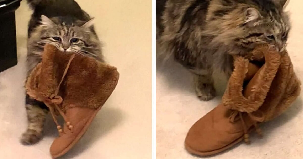 tuxedo cat slippers