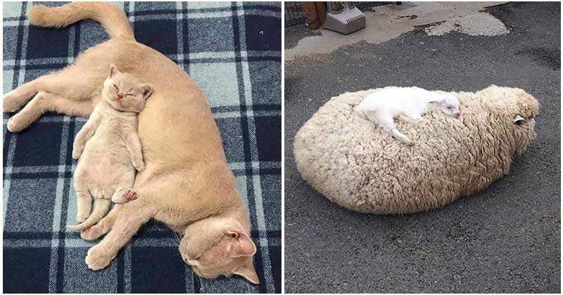 Baby Animals Who Show Strong Love To Their Moms