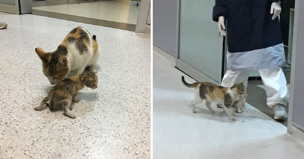 Stray Mama Cat Brings Her Sick Kitten To Istanbul Hospital For Help