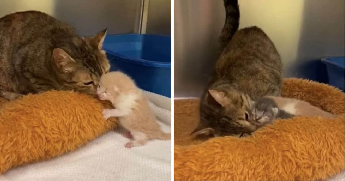 Stray Mama Cat Is So Happy To Be Reunited With Her Kittens At The