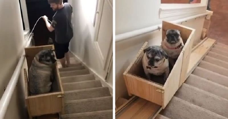 can puppies climb stairs