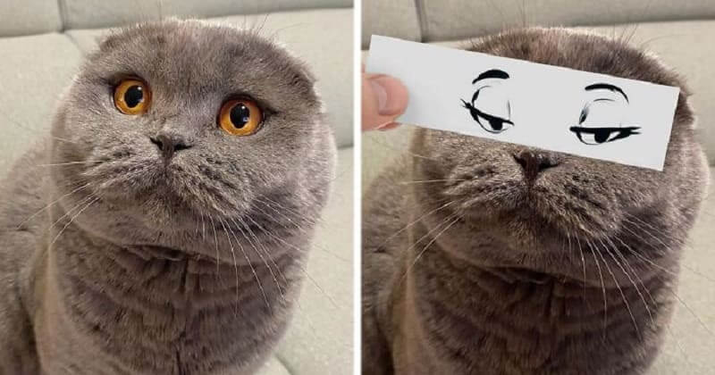 Guy Puts Funny Face Cutouts Over His Cats To Make Them Look Hilariously  Emotional