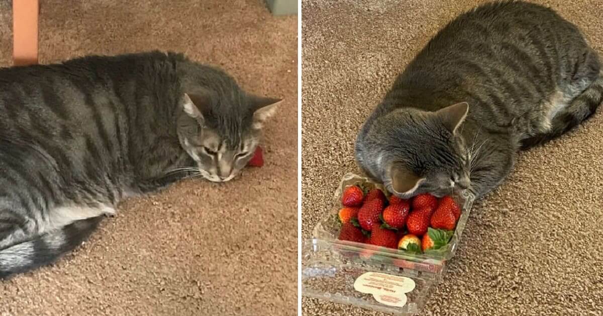 are strawberries okay for cats