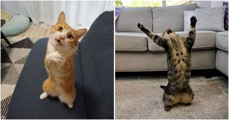 15+ Cats Who Act So Much Like Humans