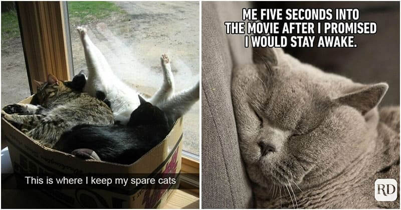 20+ Funny Cat Memes That Will Give You A Good Laugh