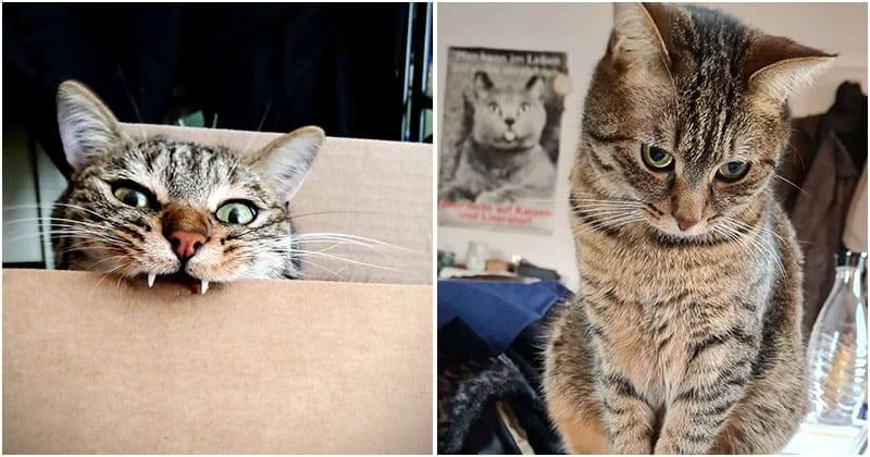 Cat Loves Knocking Everything In The House Into Trash Can