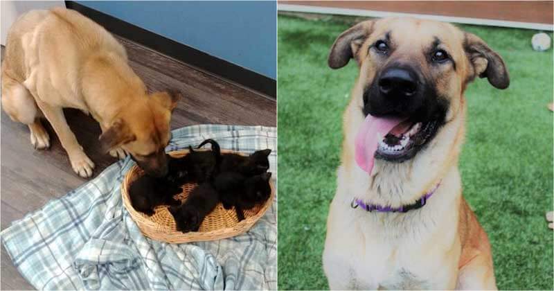 Stray Dog Saved 5 Abandoned Kittens From Freeze By Curling Up Around Them