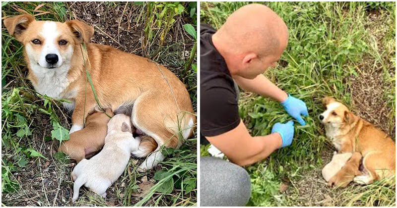 Dog Mom Abandoned With Puppies Still Waited For Her Owner Days After Being Left